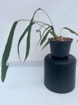 Anthurium lutheri 4 - L