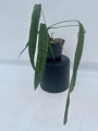 Anthurium lutheri 4 - L