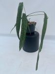 Anthurium lutheri 4 - L