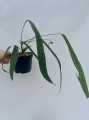 Anthurium lutheri 4 - L