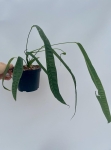 Anthurium lutheri 4 - L