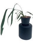 Anthurium lutheri 4 - L