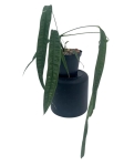 Anthurium lutheri 4 - L