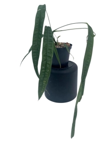 Anthurium lutheri 4 - L