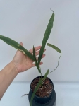 Anthurium lutheri 5 - L