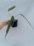 Anthurium lutheri 5 - L