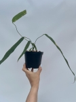 Anthurium lutheri 5 - L
