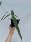 Anthurium lutheri 5 - L