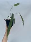 Anthurium lutheri 5 - L