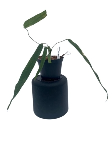 Anthurium lutheri 5 - L