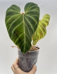 Philodendron verrucosum Hummingbird - L