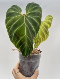 Philodendron verrucosum Hummingbird - L