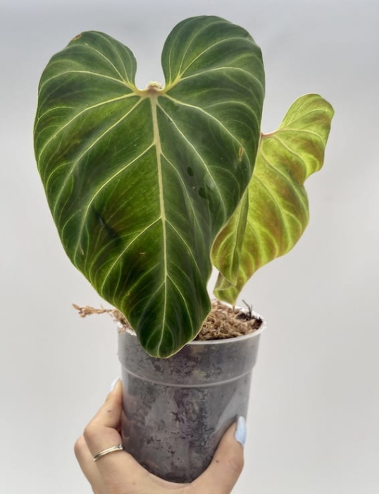 Philodendron verrucosum Hummingbird - L