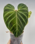 Philodendron verrucosum Hummingbird - L