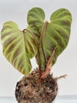 Philodendron verrucosum Hummingbird - L