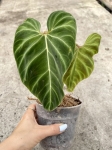 Philodendron verrucosum Hummingbird - L