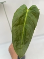 Philodendron esmeraldense - L
