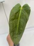 Philodendron esmeraldense - L