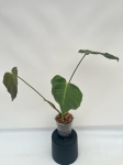 Philodendron esmeraldense - L