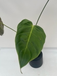 Philodendron esmeraldense - L