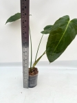 Philodendron esmeraldense - L