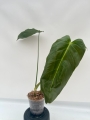 Philodendron esmeraldense - L