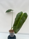 Philodendron esmeraldense - L
