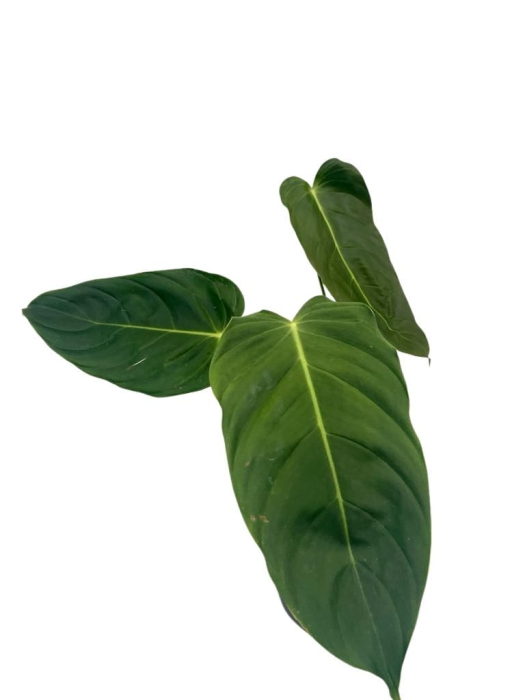 Philodendron esmeraldense - L