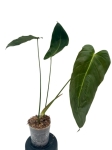 Philodendron esmeraldense - L