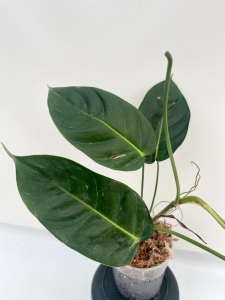 Philodendron esmeraldense Narrow - L