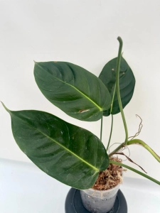 Philodendron esmeraldense Narrow - L