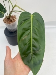 Philodendron esmeraldense Narrow - L