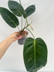 Philodendron esmeraldense Narrow - L