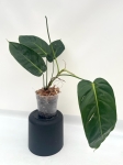 Philodendron esmeraldense Narrow - L