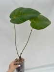 Anthurium angamarcanum - L