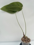 Anthurium angamarcanum - L