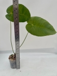 Anthurium angamarcanum - L