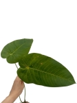 Anthurium angamarcanum - L