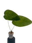 Anthurium angamarcanum - L