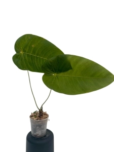 Anthurium angamarcanum - L