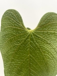 Anthurium corrugatum Rude - L