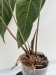 Anthurium cirinoi Velvet - L