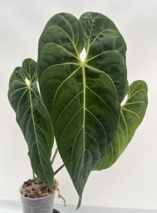 Anthurium cirinoi Velvet - L