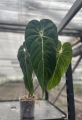 Anthurium cirinoi Velvet - L