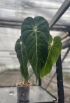 Anthurium cirinoi Velvet - L