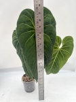 Anthurium cirinoi Velvet - L