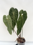 Anthurium cirinoi Velvet - L