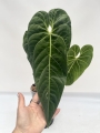 Anthurium cirinoi Velvet - L