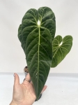 Anthurium cirinoi Velvet - L
