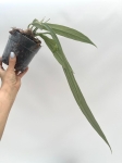 Anthurium ceronii 1 - L